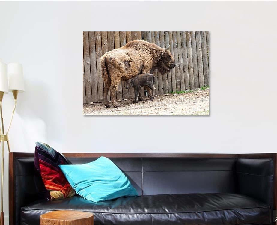 Wild Bison Cub Near Fence Spring Bison Animals Luxury Multi Canvas Prints, Multi Piece Panel Canvas Gallery Art Print Print