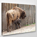 Wild Bison Cub Near Fence Spring Bison Animals Luxury Multi Canvas Prints, Multi Piece Panel Canvas Gallery Art Print Print