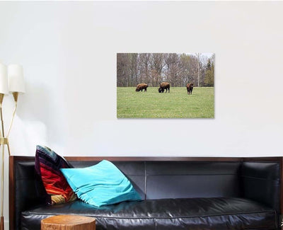 Small Herd American Buffalo Bison On Bison Animals Luxury Multi Canvas Prints, Multi Piece Panel Canvas Gallery Art Print Print