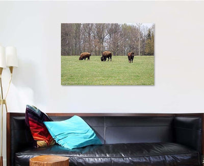 Small Herd American Buffalo Bison On Bison Animals Luxury Multi Canvas Prints, Multi Piece Panel Canvas Gallery Art Print Print