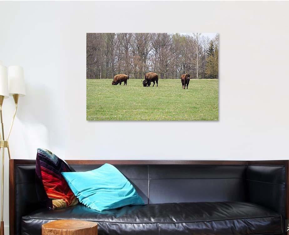 Small Herd American Buffalo Bison On Bison Animals Luxury Multi Canvas Prints, Multi Piece Panel Canvas Gallery Art Print Print