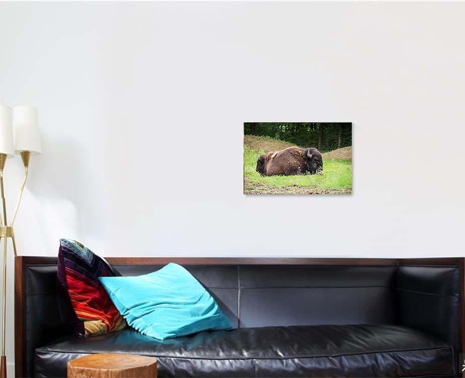 Large Beautiful Bison Sleep Nature Bison Animals Luxury Multi Canvas Prints, Multi Piece Panel Canvas Gallery Art Print Print