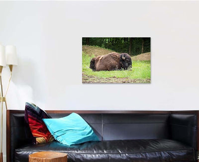 Large Beautiful Bison Sleep Nature Bison Animals Luxury Multi Canvas Prints, Multi Piece Panel Canvas Gallery Art Print Print