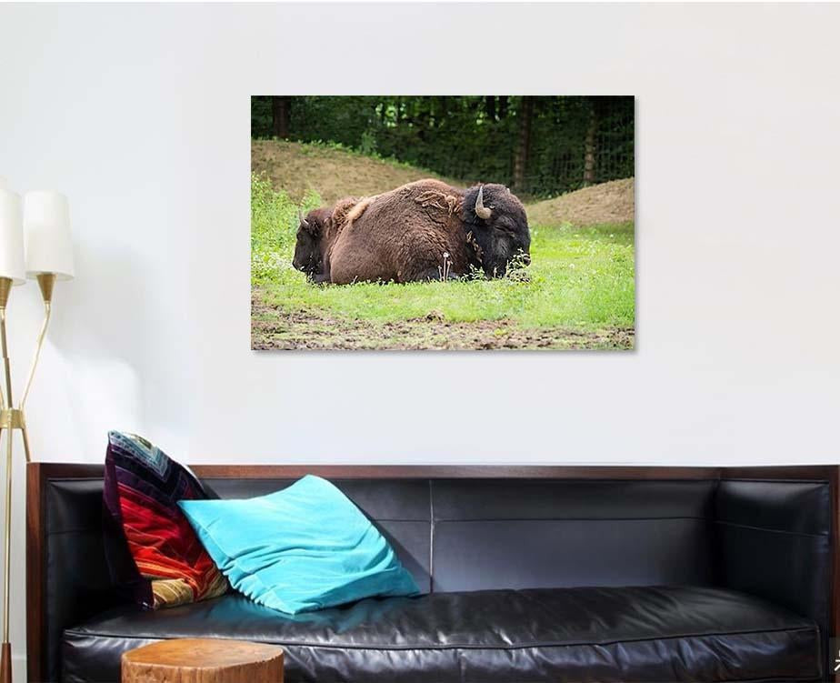 Large Beautiful Bison Sleep Nature Bison Animals Luxury Multi Canvas Prints, Multi Piece Panel Canvas Gallery Art Print Print