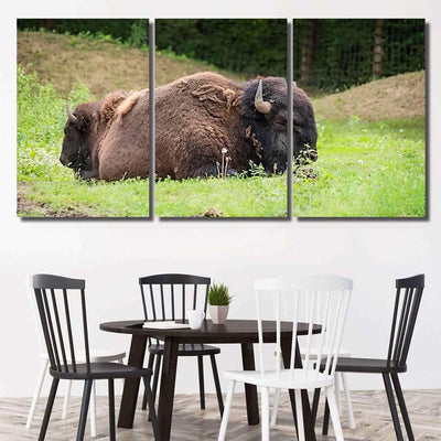Large Beautiful Bison Sleep Nature Bison Animals Luxury Multi Canvas Prints, Multi Piece Panel Canvas Gallery Art Print Print