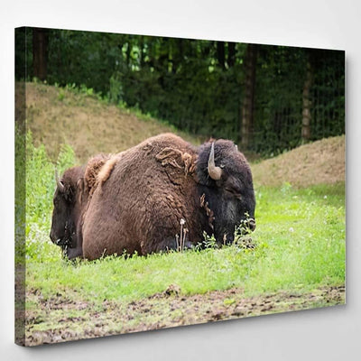 Large Beautiful Bison Sleep Nature Bison Animals Luxury Multi Canvas Prints, Multi Piece Panel Canvas Gallery Art Print Print