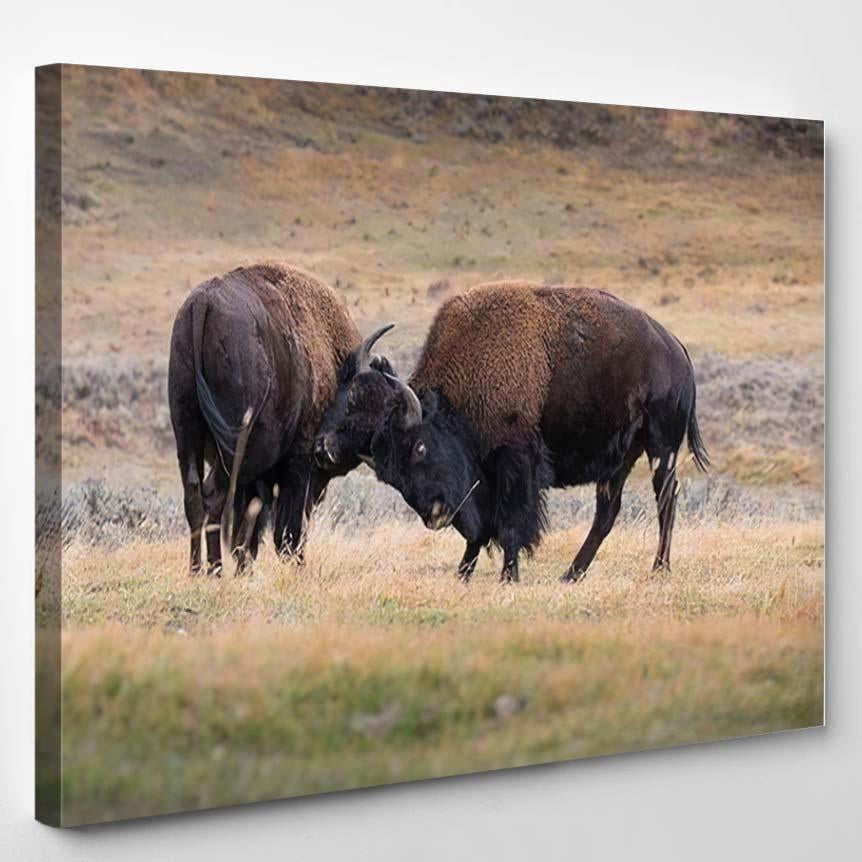 Bison American Standing Dry Grass Typical 2 Bison Animals Luxury Multi Canvas Prints, Multi Piece Panel Canvas Gallery Art Print Print