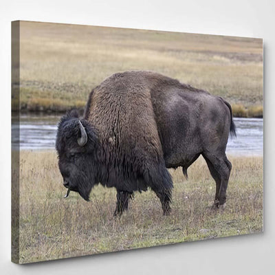 American Bison Scent Tasting Bison Animals Luxury Multi Canvas Prints, Multi Piece Panel Canvas Gallery Art Print Print