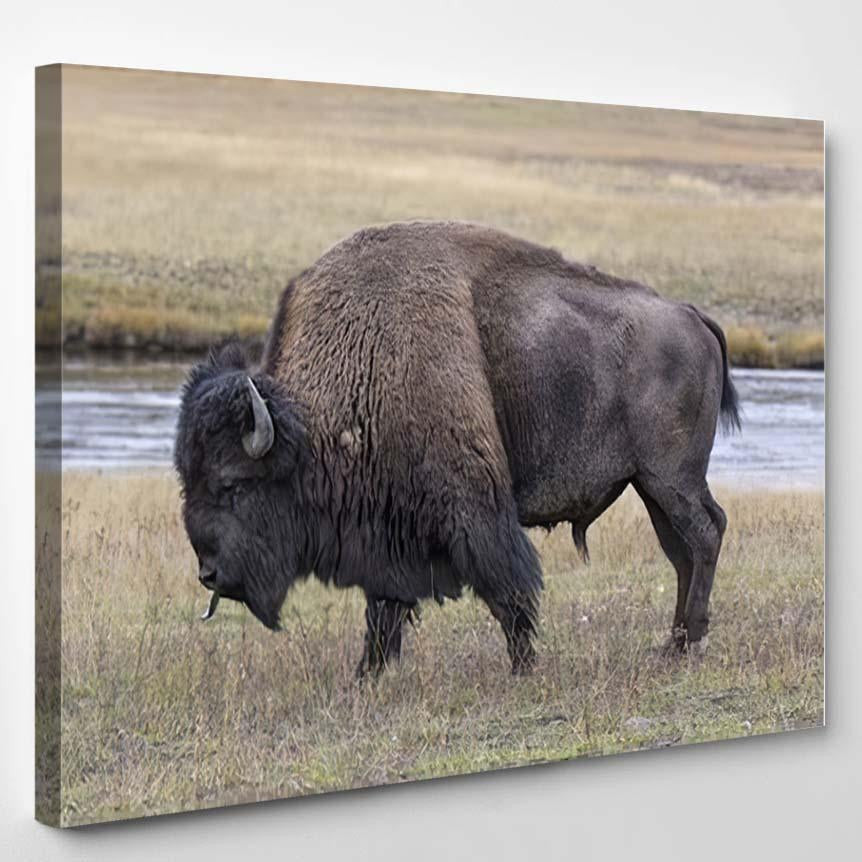American Bison Scent Tasting Bison Animals Luxury Multi Canvas Prints, Multi Piece Panel Canvas Gallery Art Print Print