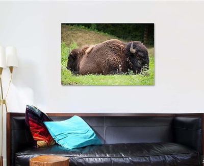 Two Bisons Sleep Nature Bison Animals Luxury Multi Canvas Prints, Multi Piece Panel Canvas Gallery Art Print Print