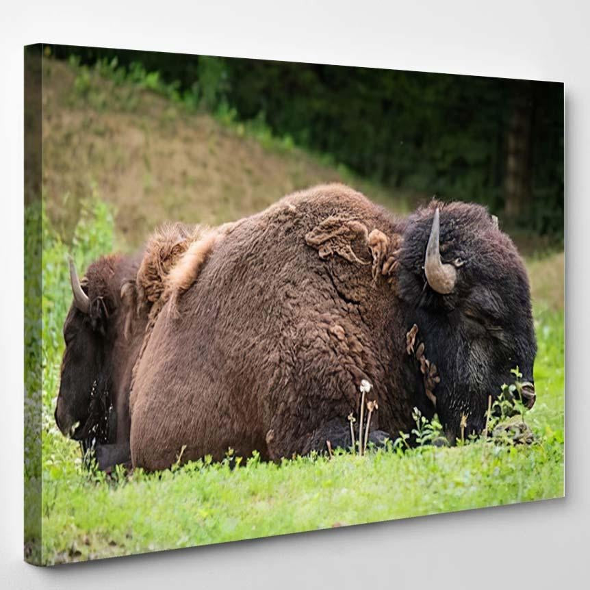 Two Bisons Sleep Nature Bison Animals Luxury Multi Canvas Prints, Multi Piece Panel Canvas Gallery Art Print Print