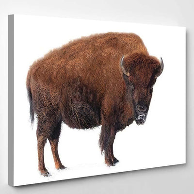 Bison Stands Snow Isolated On White Bison Animals Luxury Multi Canvas Prints, Multi Piece Panel Canvas Gallery Art Print Print