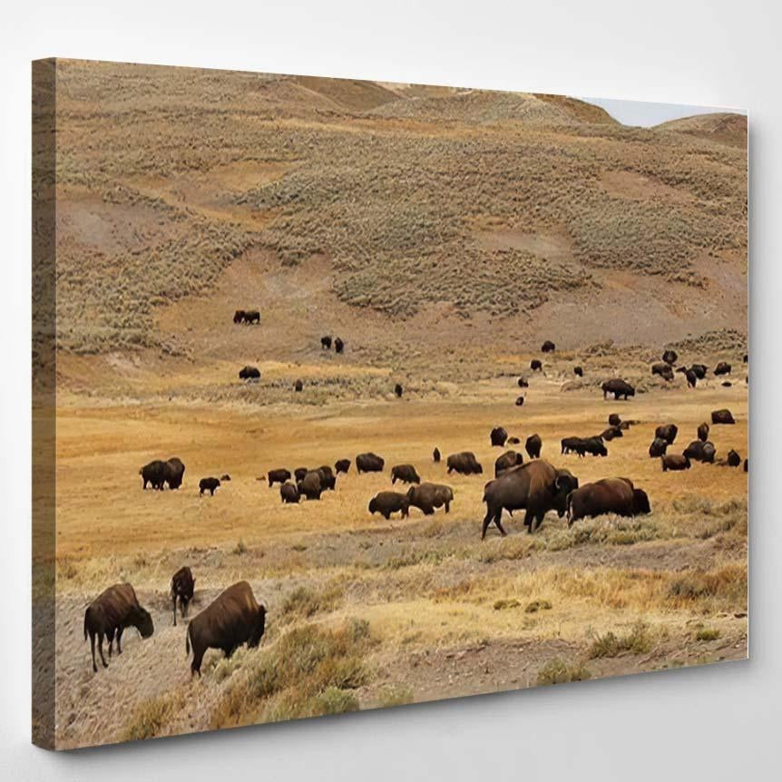 American Bison Simply Commonly Known Buffalo 1 Bison Animals Luxury Multi Canvas Prints, Multi Piece Panel Canvas Gallery Art Print Print