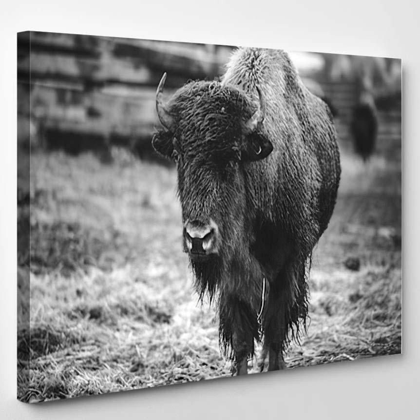 Black White Buffalo Bison 1 Bison Animals Luxury Multi Canvas Prints, Multi Piece Panel Canvas Gallery Art Print Print