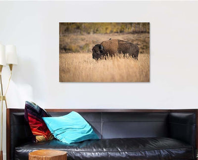 Bison American Standing Dry Grass Typical 1 Bison Animals Luxury Multi Canvas Prints, Multi Piece Panel Canvas Gallery Art Print Print