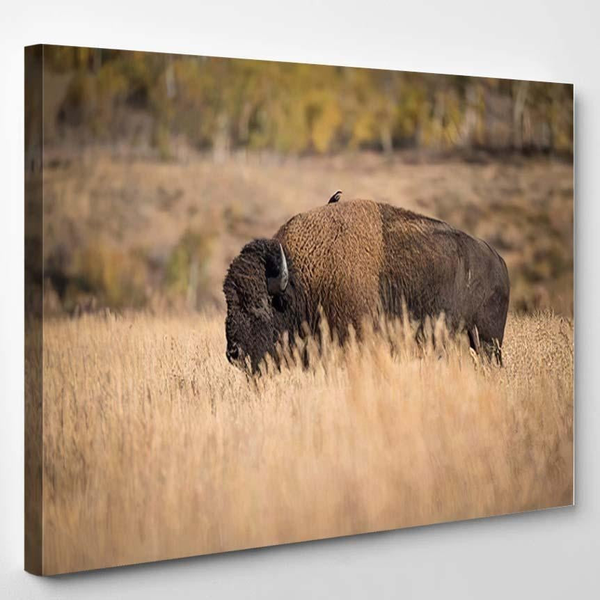 Bison American Standing Dry Grass Typical 1 Bison Animals Luxury Multi Canvas Prints, Multi Piece Panel Canvas Gallery Art Print Print