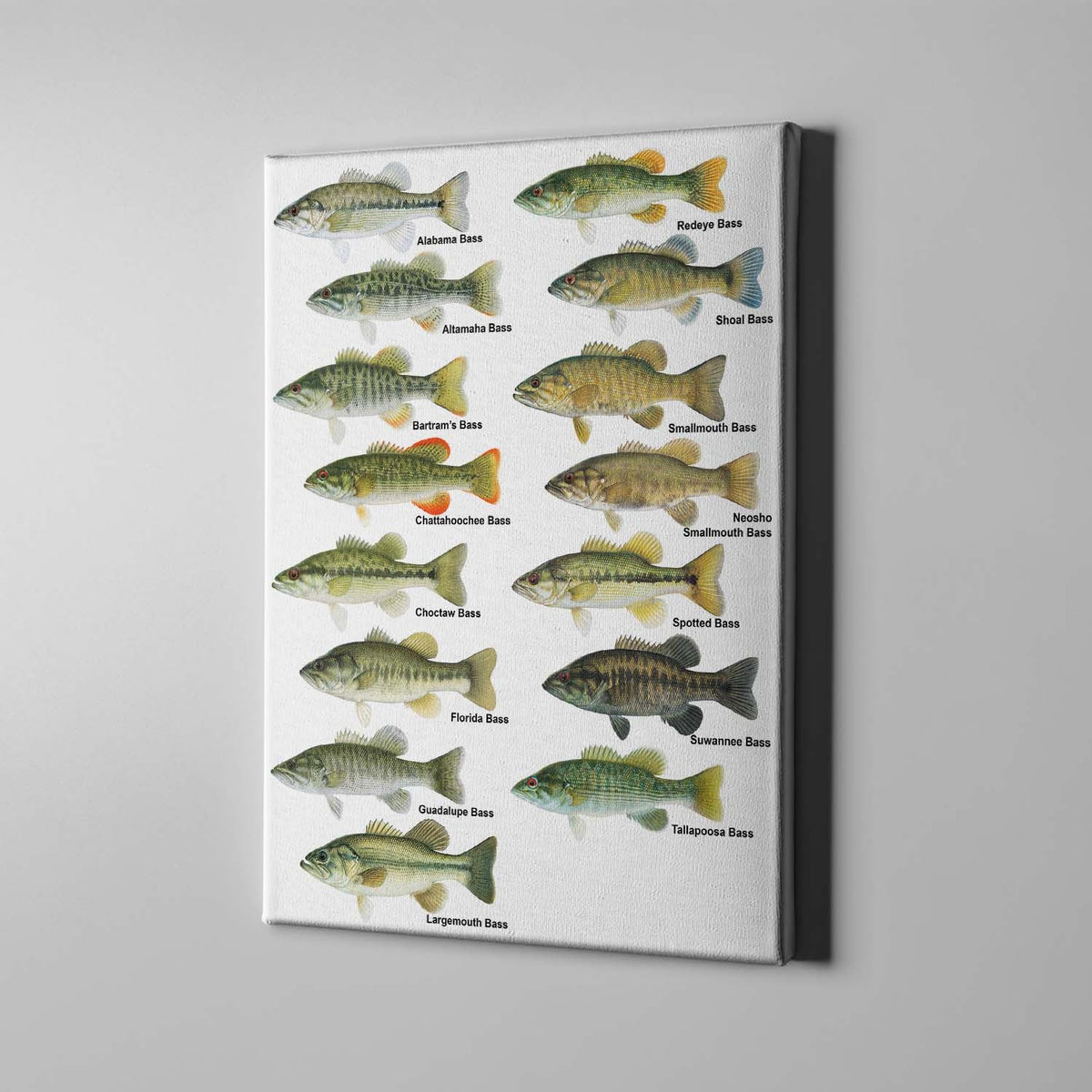 Freshwater Bass Fishing Canvas Print Frames Canvas Print Frames Painting