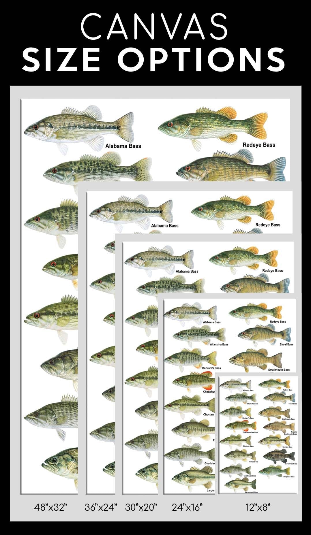 Freshwater Bass Fishing Canvas Print Frames Canvas Print Frames Painting