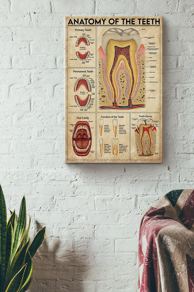 Anatomy Of The Teeth Denist Poster Canvas Gallery Wrapped Canvas Framed Gift Idea