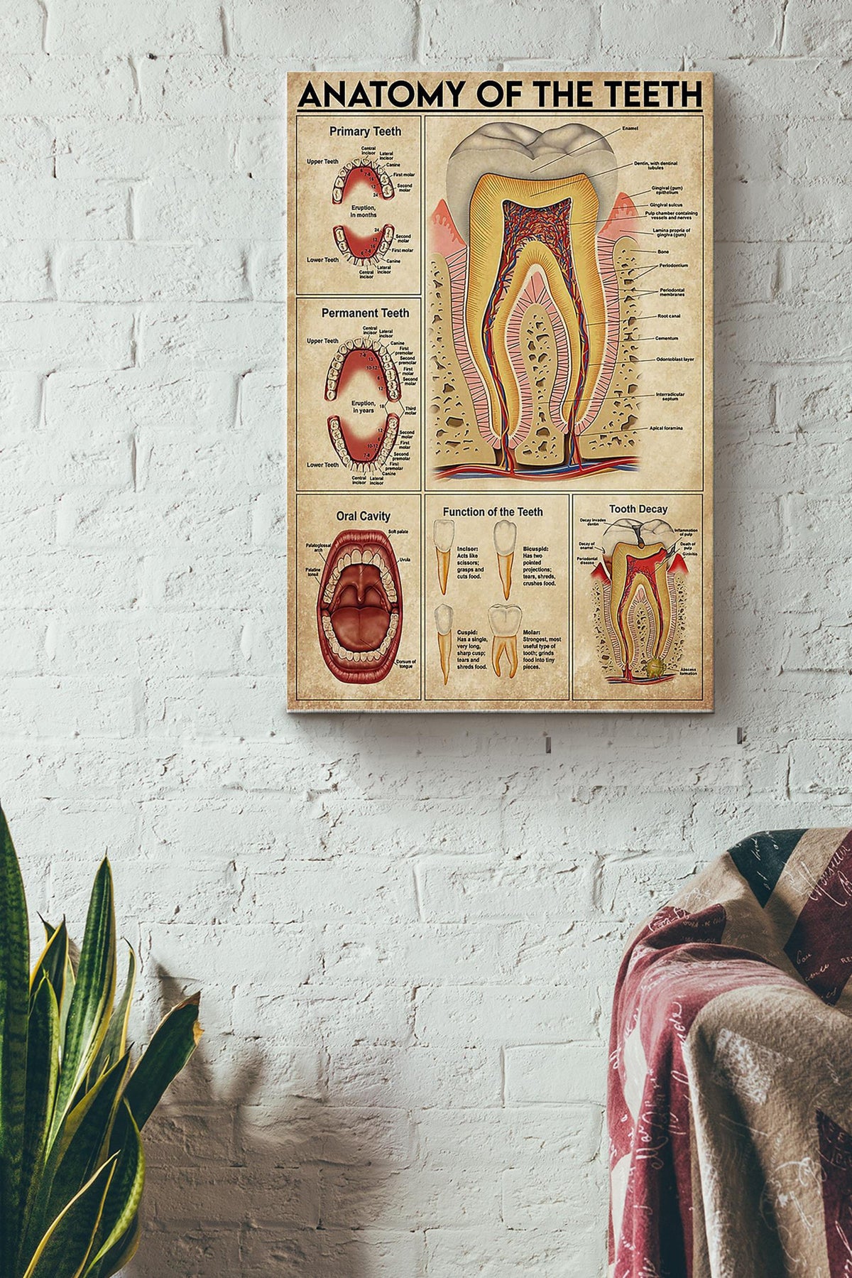 Anatomy Of The Teeth Denist Poster Canvas Gallery Wrapped Canvas Framed Gift Idea