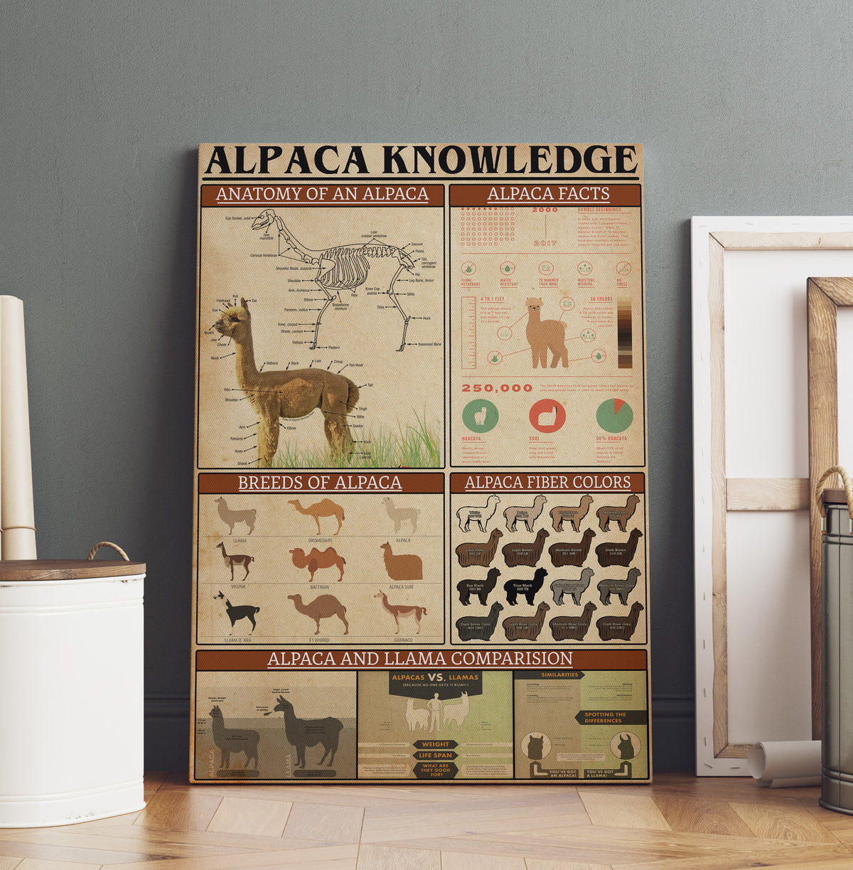 Basic Information About Alpaca Animal Knowledge For Homeschool Nusery Kids Bedroom Decor Canvas