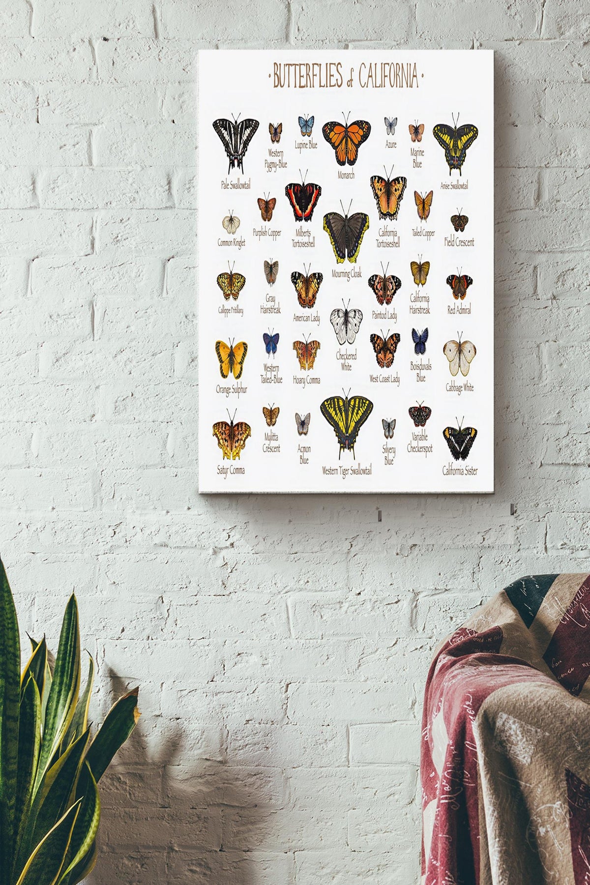 Butterfly Of California Poster - Home Decor Wall Art - Gift For Butterfly Lover, Insect Collector Canvas Gallery Wrapped Canvas Framed Gift Idea Framed Prints, Canvas