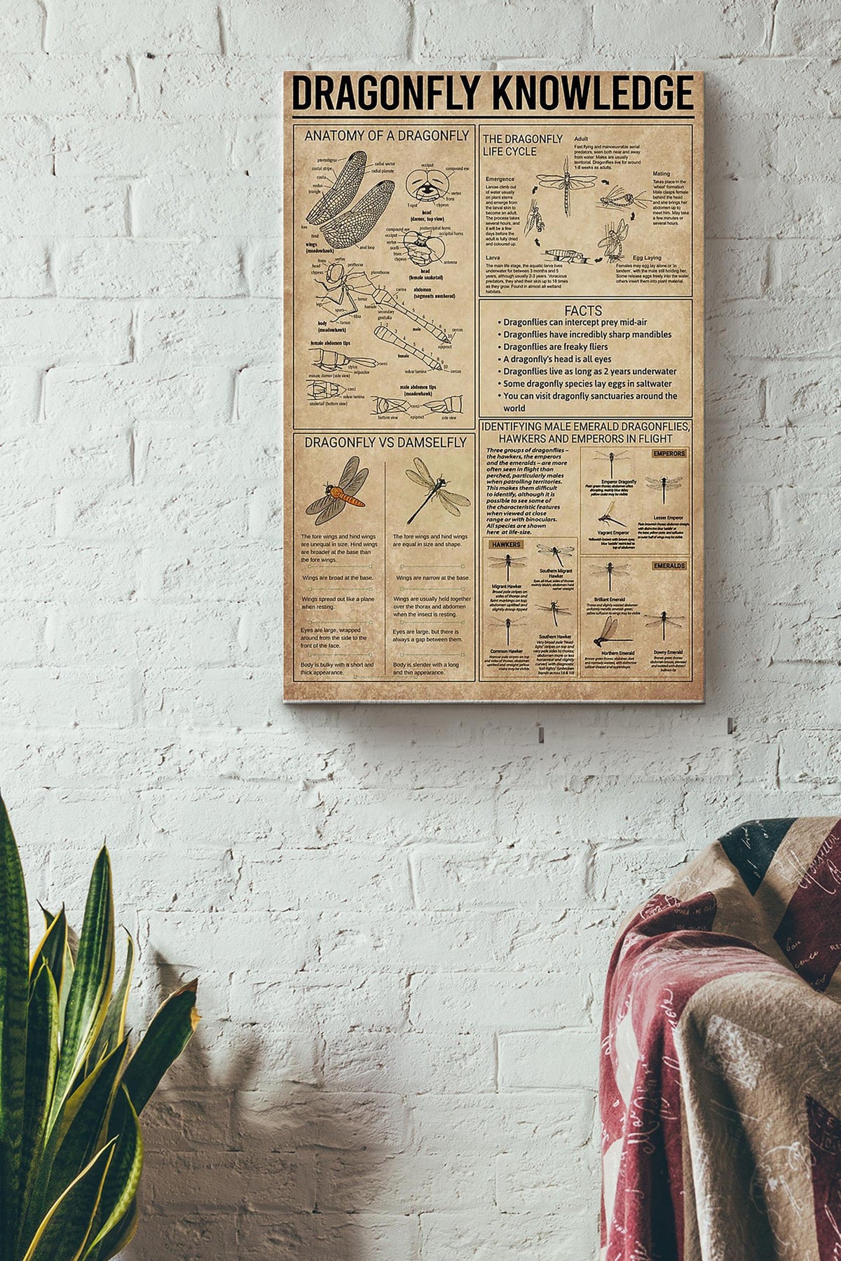 Dragonfly Knowledge Things You Need To Know About Dragonfly Poster Canvas Gallery Wrapped Canvas Framed Gift Idea