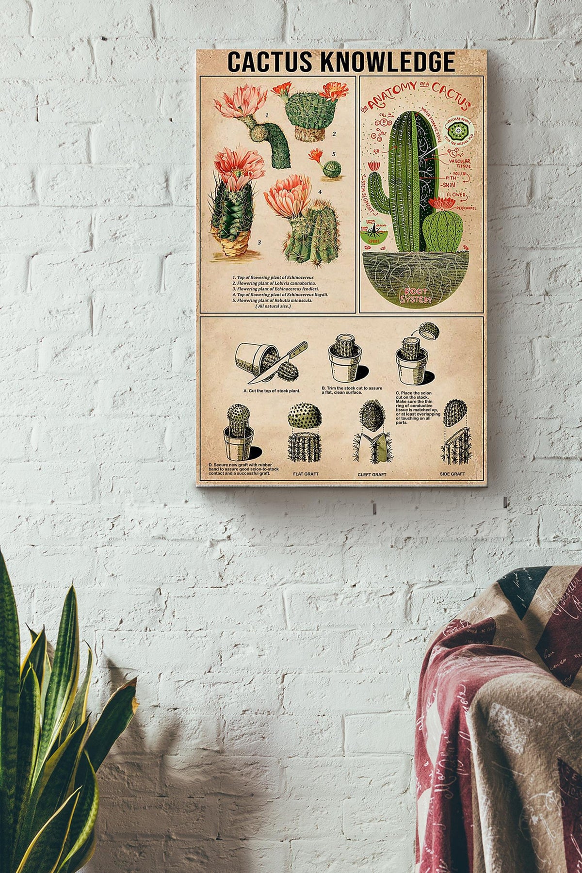 Catus Knowledge Things You Need To Know About Catus Poster Canvas Gallery Wrapped Canvas Framed Gift Idea