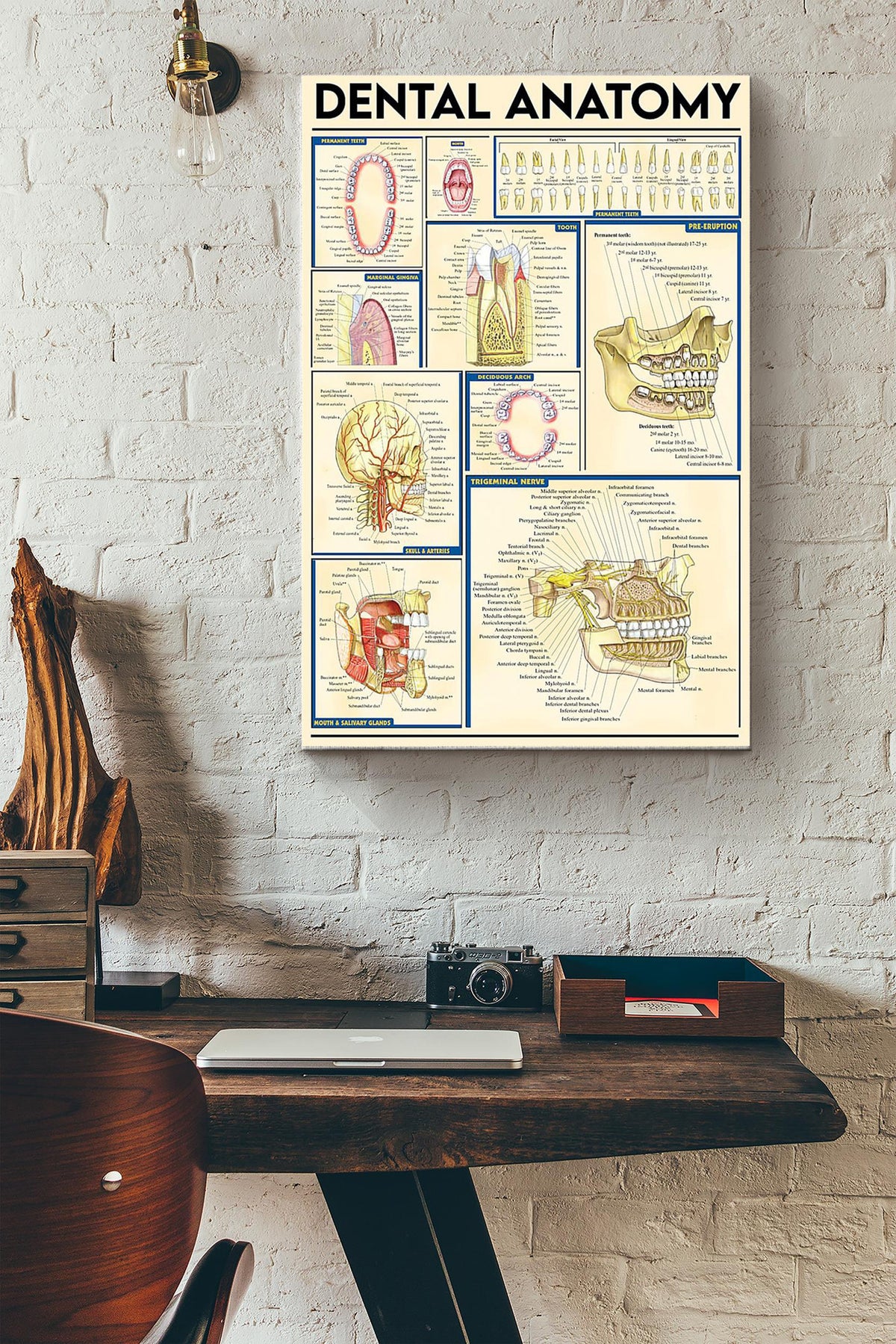Dental Anatomy Dentist Poster Canvas Gallery Wrapped Canvas Framed Gift Idea