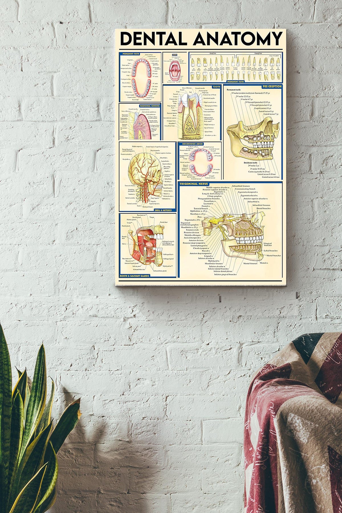 Dental Anatomy Dentist Poster Canvas Gallery Wrapped Canvas Framed Gift Idea