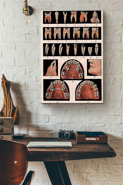 Full Number Of Teeth Teeth Anatomy Dentist Poster Canvas Gallery Wrapped Canvas Framed Gift Idea