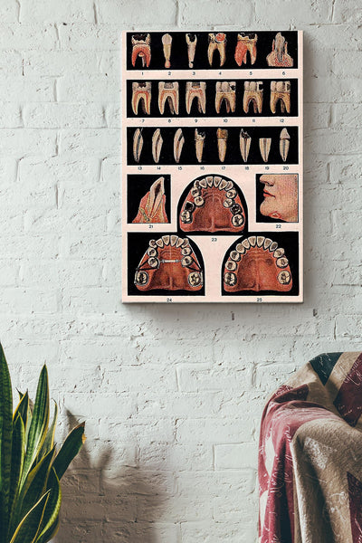 Full Number Of Teeth Teeth Anatomy Dentist Poster Canvas Gallery Wrapped Canvas Framed Gift Idea