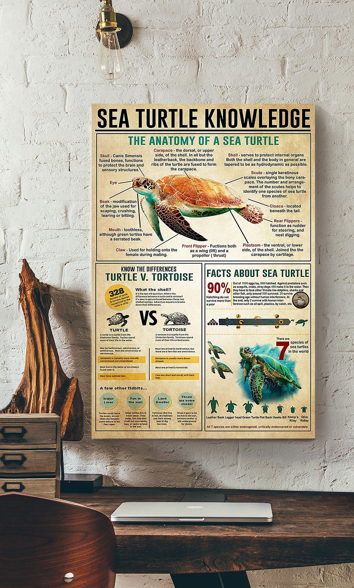 Sea Turtle Basic Information Animal Knowledge Wall Art For Homeschool Home Decor Canvas Framed Prints, Canvas