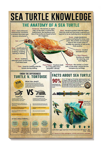 Sea Turtle Basic Information Animal Knowledge Wall Art For Homeschool Home Decor Canvas Framed Prints, Canvas