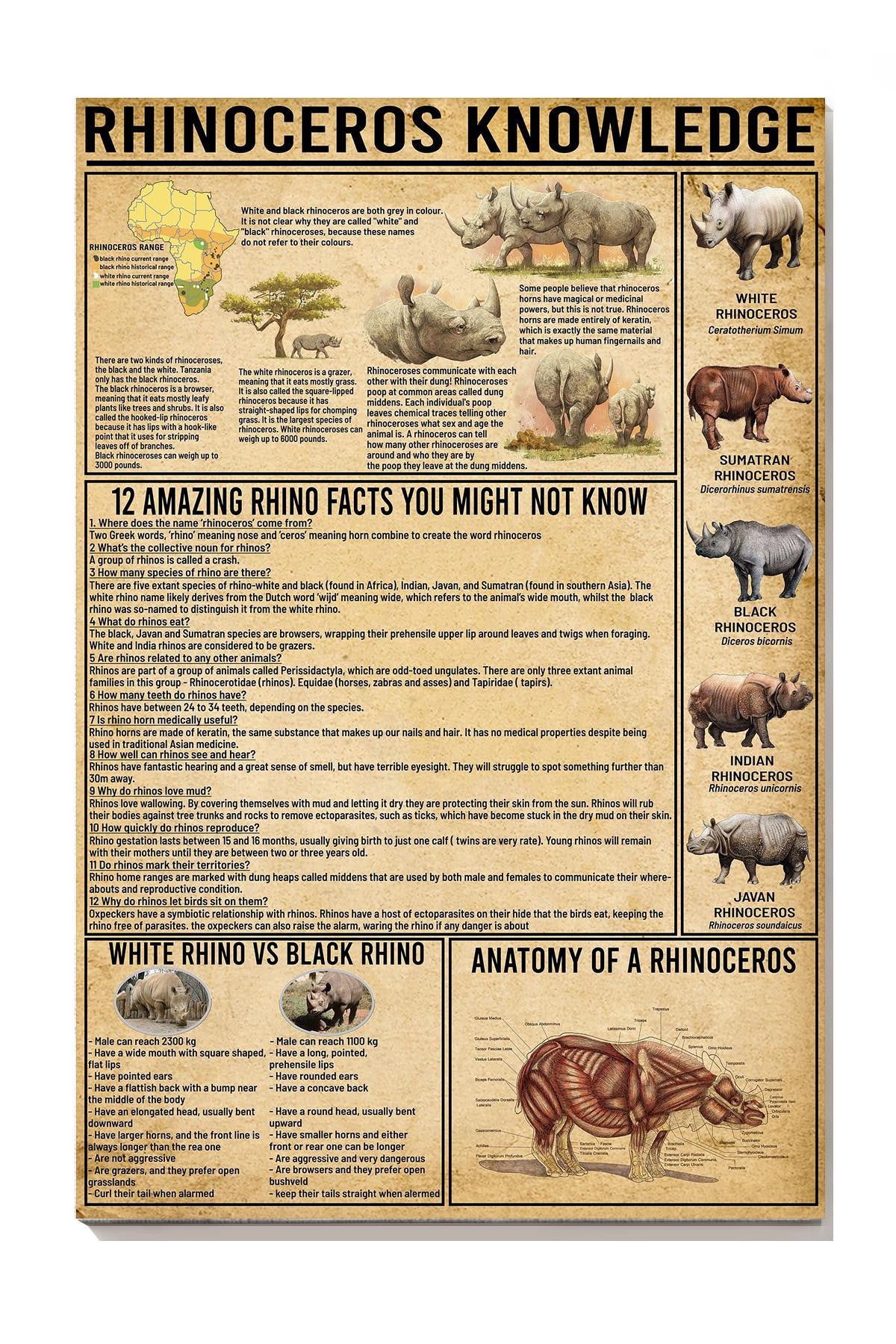 Rhinoceros Amazing Fact Animal Knowledge Wall Art For Homeschool Nusery Kids Bedroom Decor Canvas Framed Prints, Canvas