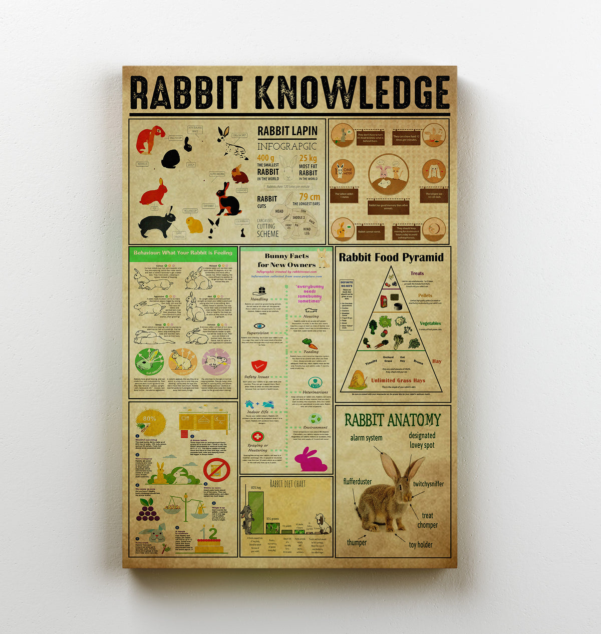 Rabbit Basic Information Animal Knowledge Wall Art For Homeschool Kids Bedroom Decor Canvas Framed Prints, Canvas
