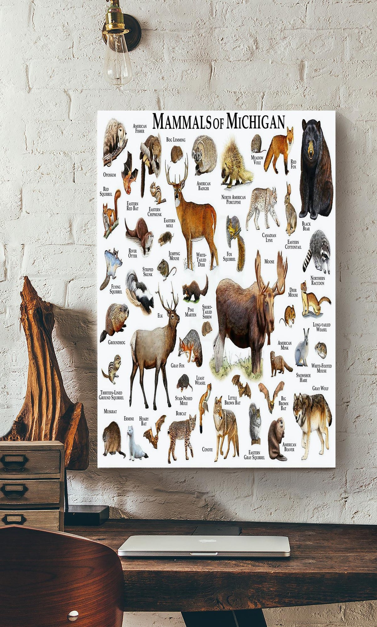 Mamals Of Michigan Animal Knowledge For Homeschool Nusery Kids Bedroom Decor Canvas