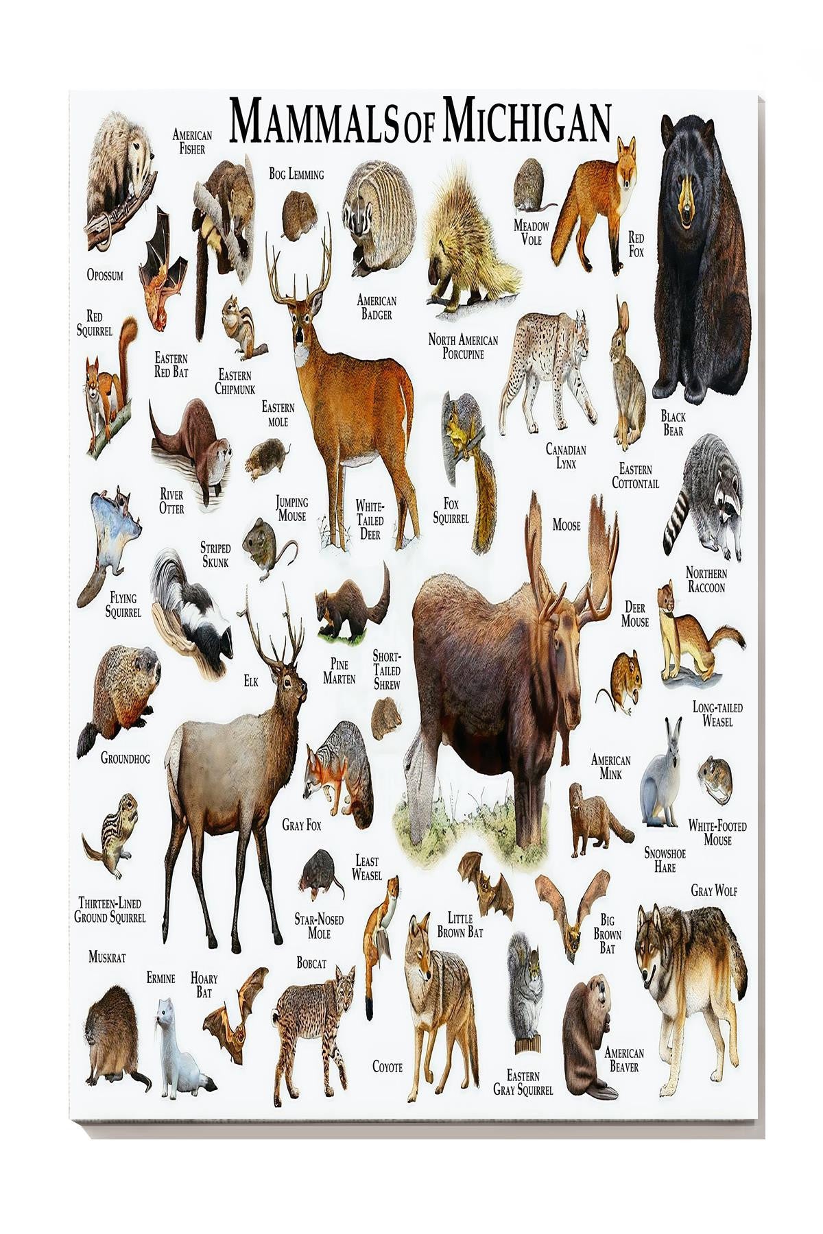 Mamals Of Michigan Animal Knowledge For Homeschool Nusery Kids Bedroom Decor Canvas