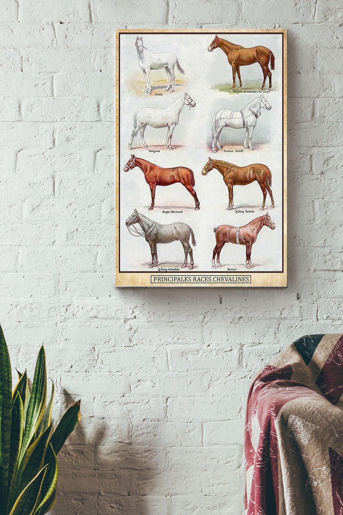 PRINCIPALES RACES CHEVALINES POSTER Canvas Gallery Wrapped Canvas Framed Gift Idea