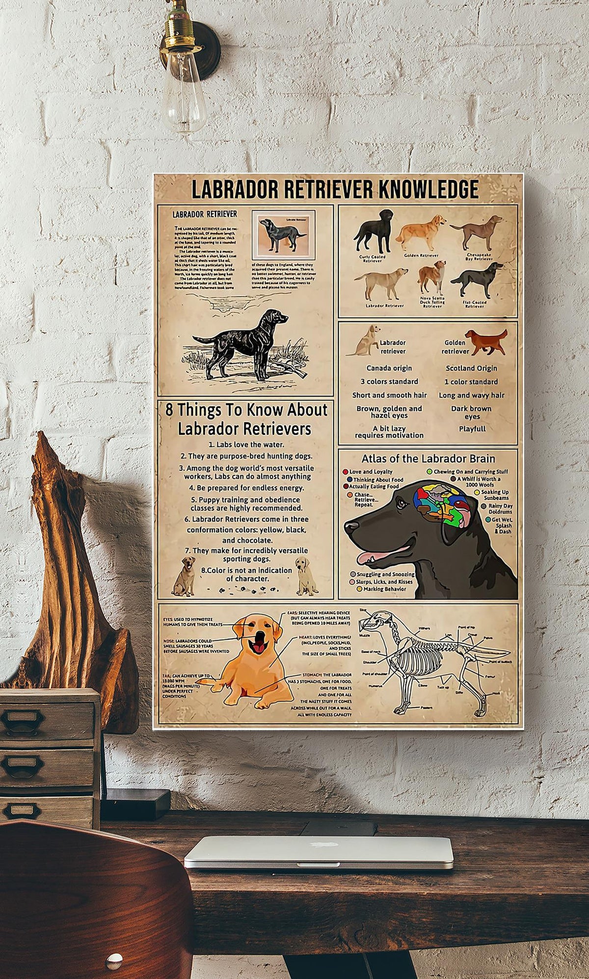 Labrador Retriever Facts Animal Knowledge For Homeschool Nusery Kids Bedroom Decor Canvas