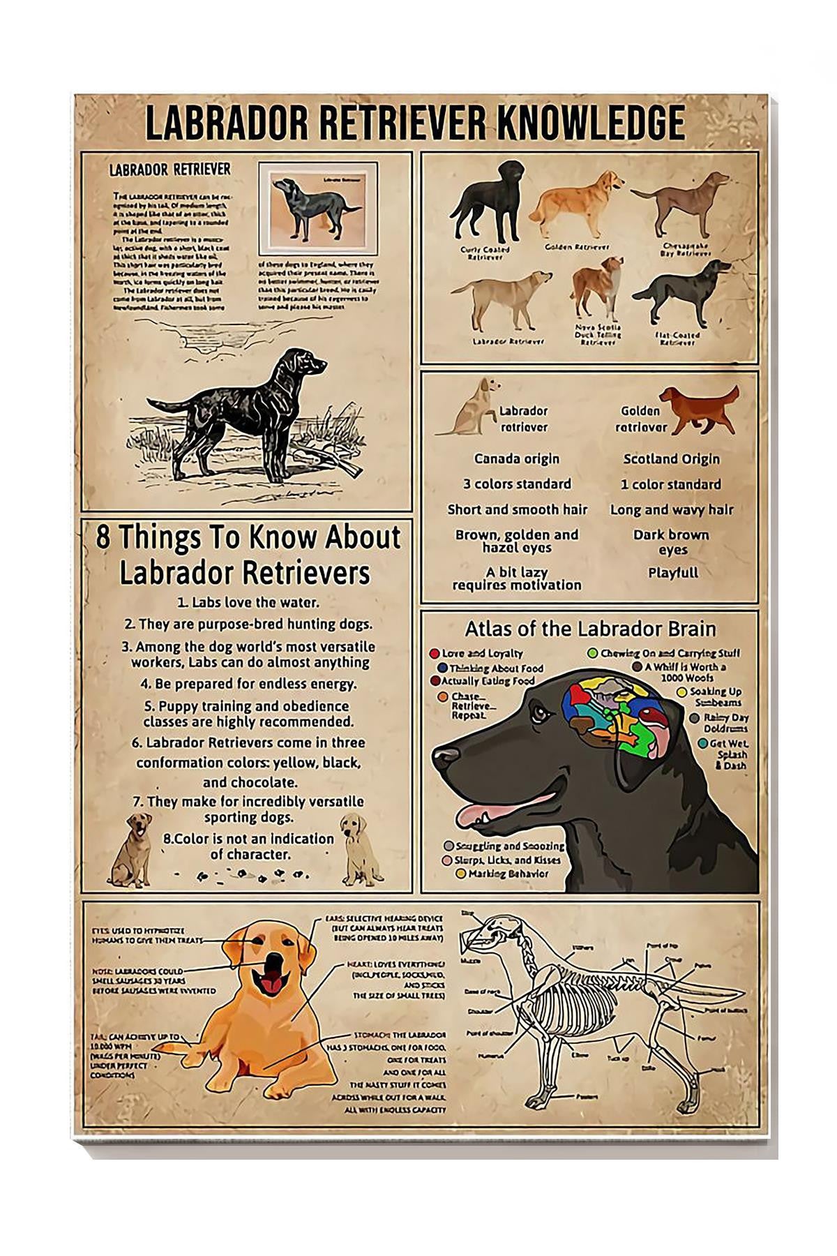 Labrador Retriever Facts Animal Knowledge For Homeschool Nusery Kids Bedroom Decor Canvas