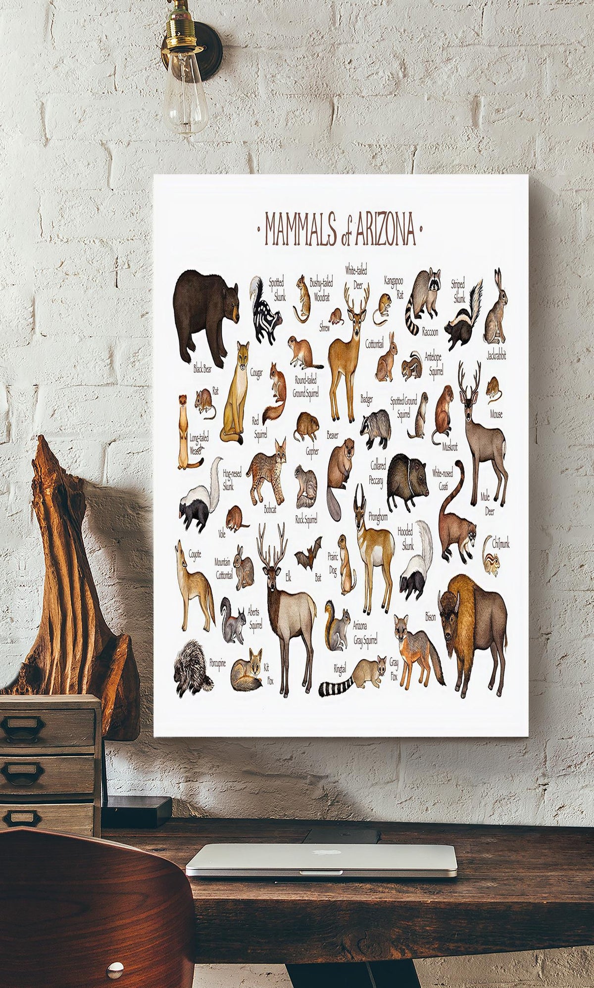 Mamals Of Ariona Animal Knowledge For Homeschool Nusery Kids Bedroom Decor Canvas