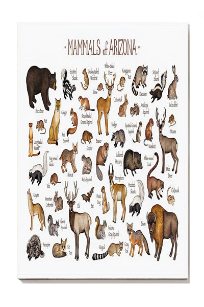 Mamals Of Ariona Animal Knowledge For Homeschool Nusery Kids Bedroom Decor Canvas