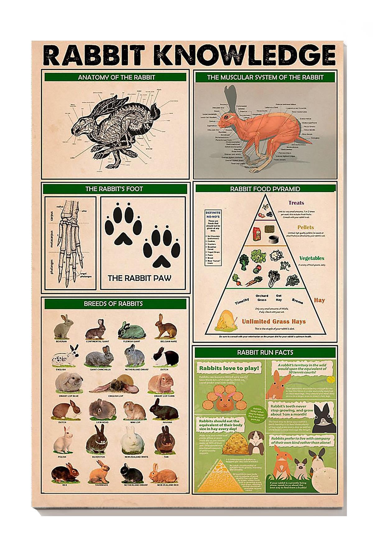 Rabbit Basic Information Animal Knowledge Wall Art For Homeschool Nusery Kids Bedroom Decor Canvas Framed Prints, Canvas