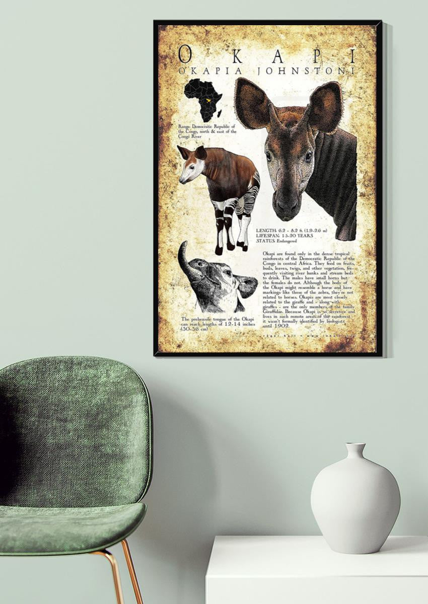 Okapi Poster Animal Wall Art For Lab Museum Decor Canvas Gallery Wrapped Canvas Framed Gift Idea Framed Prints, Canvas