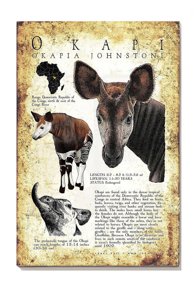 Okapi Poster Animal Wall Art For Lab Museum Decor Canvas Gallery Wrapped Canvas Framed Gift Idea Framed Prints, Canvas