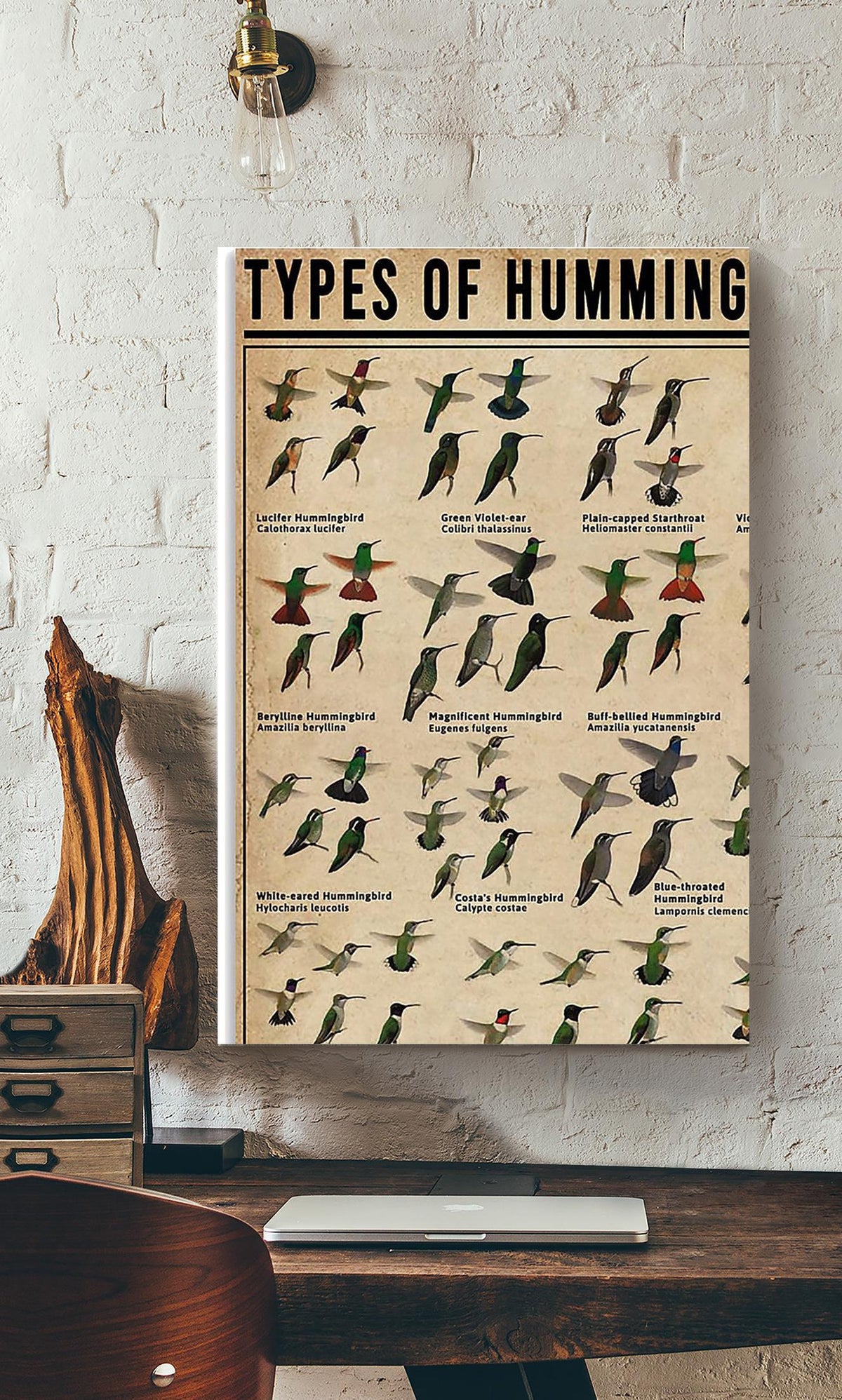 Types Of Hummingbirds Animal Knowledge Gallery Canvas Wall ArtFor Homeschool Nusery Kids Bedroom Decor Canvas Framed Prints, Canvas