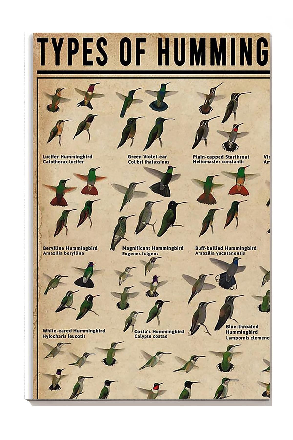 Types Of Hummingbirds Animal Knowledge Gallery Canvas Wall ArtFor Homeschool Nusery Kids Bedroom Decor Canvas Framed Prints, Canvas