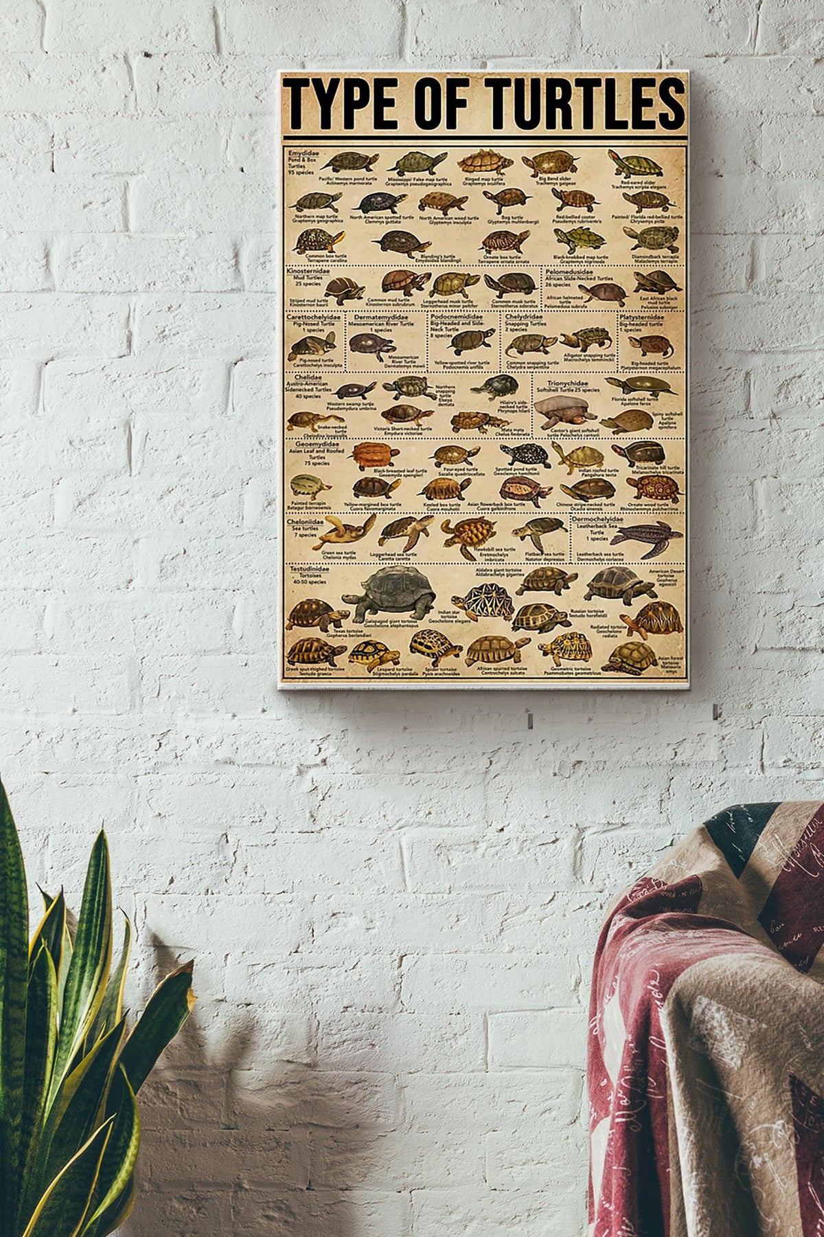 Type Of Turtles Poster Canvas Gallery Wrapped Canvas Framed Gift Idea