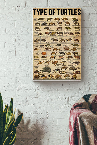 Type Of Turtles Poster Canvas Gallery Wrapped Canvas Framed Gift Idea